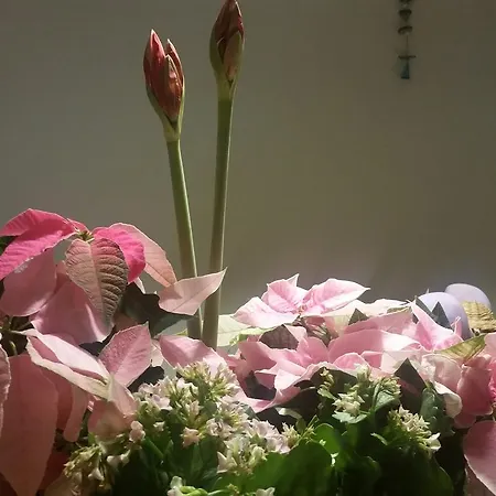 מלון Panorama Bh 2*