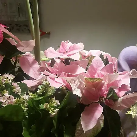 Panorama Bh 2* Siedlce